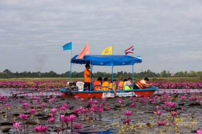 Озеро розовых лотосов