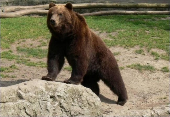 В Азербайджане медведь напал на людей