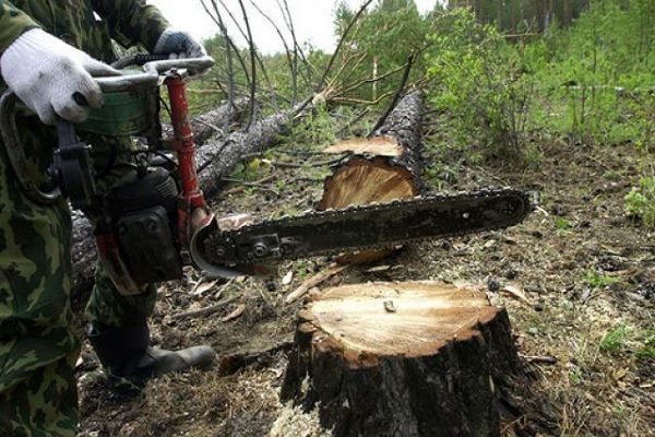 В Баку вырубают деревья