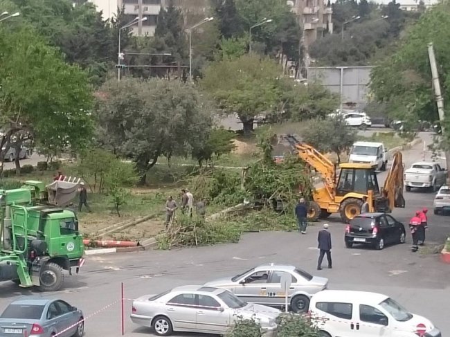 Вновь в Баку вырубаются деревья