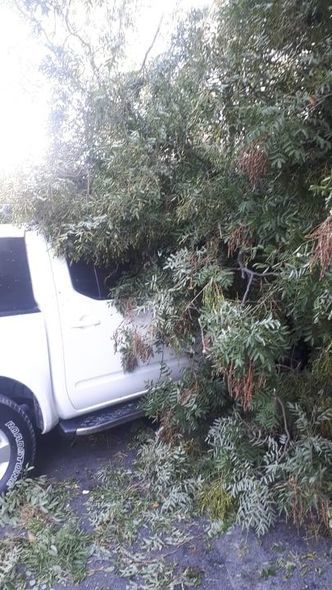 В Баку сильный ветер повалил деревья на машины - ФОТО