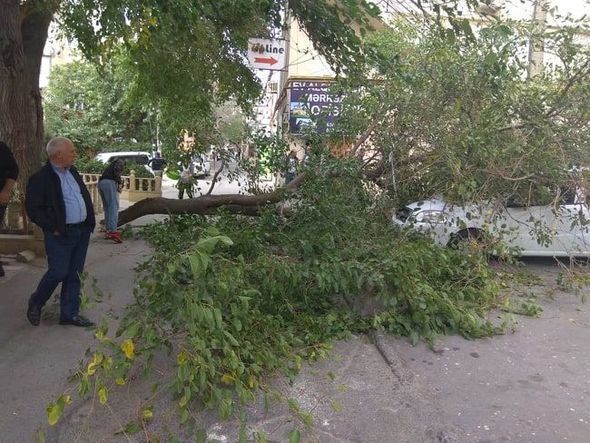 В Баку сильный ветер повалил деревья на машины - ФОТО